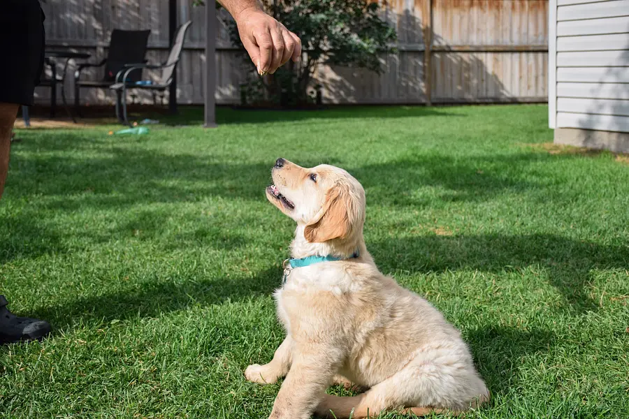The First 30 Days: Your Week-by-Week Guide to Puppy Training Success
