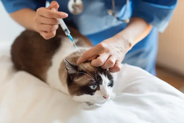 Der komplette Impfplan für Katzen: Ein Leitfaden für liebevolle Besitzer zur Gesunderhaltung Ihres Katzenfreundes