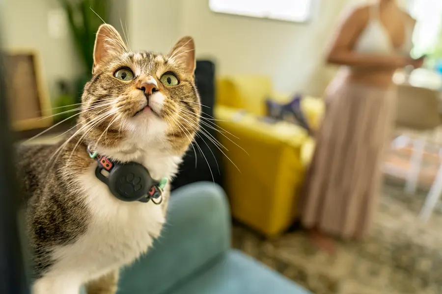 Keeping Your Feline Friend Healthy: 7 Early Warning Signs Every Cat Parent Should Know