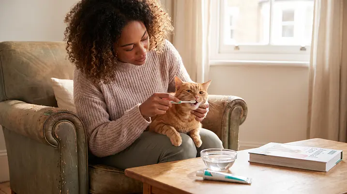 Cat Dental Care: Signs of Tooth Pain and Cleaning
