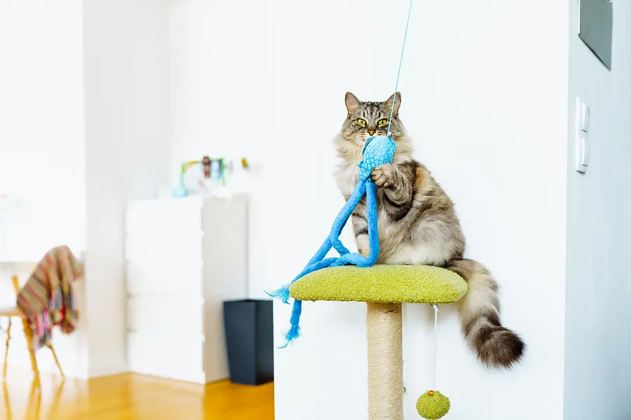 Keeping Your Indoor Cat Active: Fun and Creative Exercise Ideas for Happy, Healthy Felines